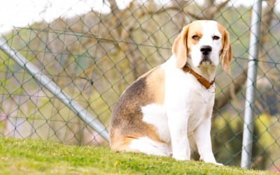 Agenturhund Beagle Jamie Edgar Weiß vom Lochamerschlag