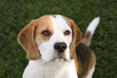 Agenturhund Beagle Jamie von Ideenreich Marketing & Design aus Oberfranken